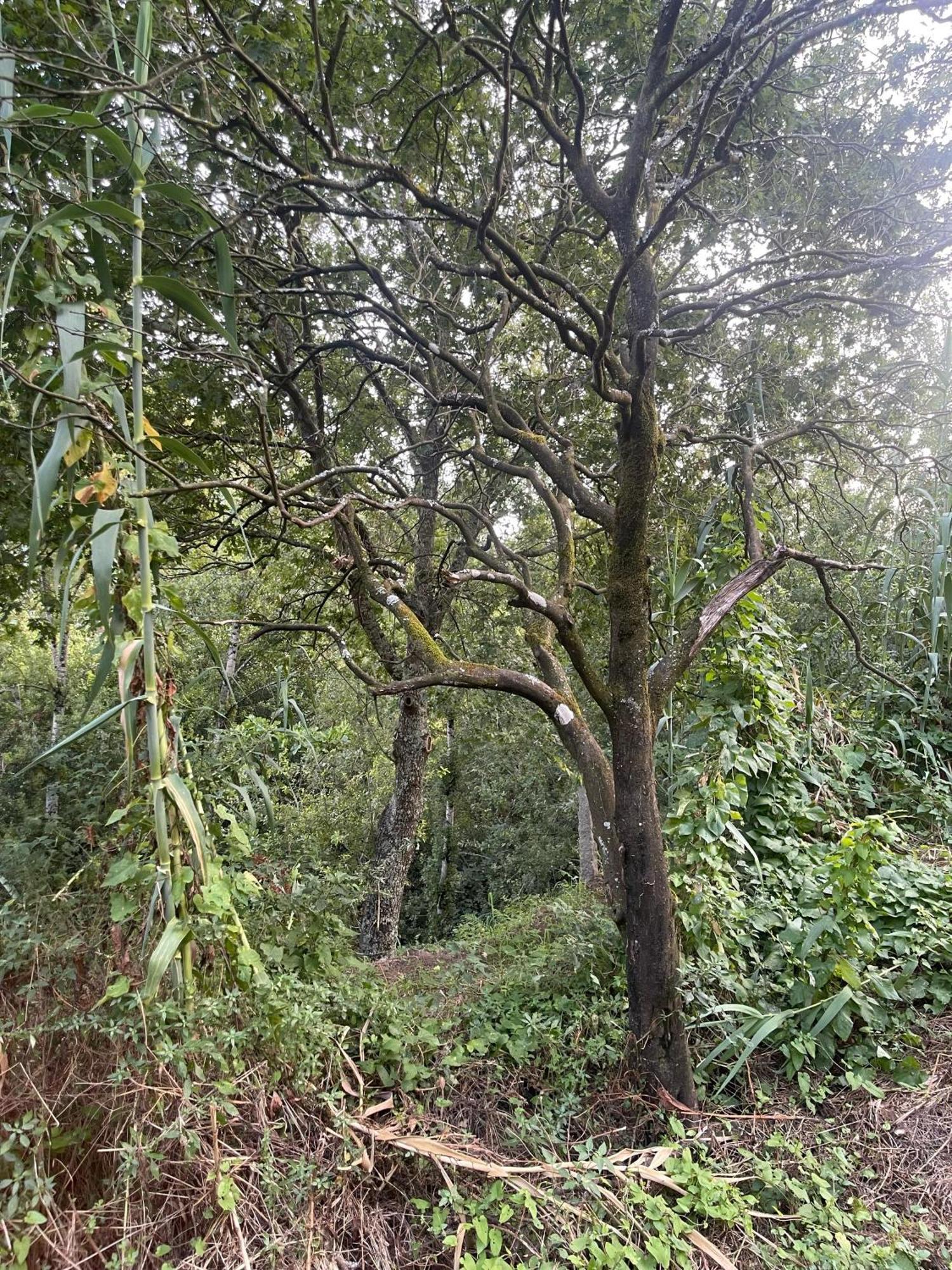 Nascente, Place In Nature Next To A Waterfall Loureiro  Esterno foto