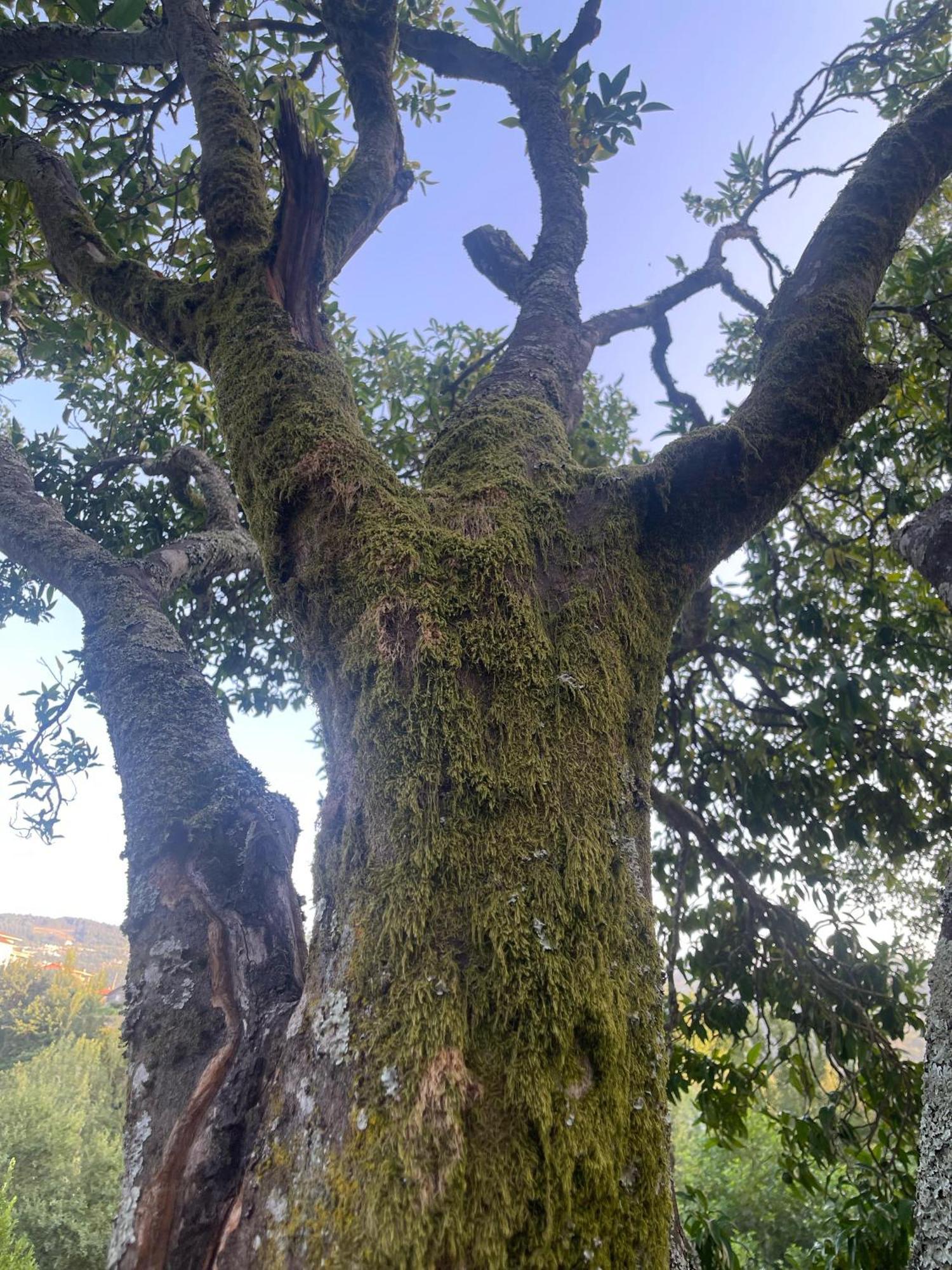 Nascente, Place In Nature Next To A Waterfall Loureiro  Esterno foto